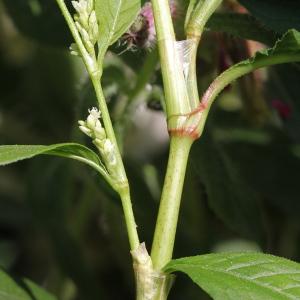 Photographie n°266449 du taxon Polygonum lapathifolium L. [1753]