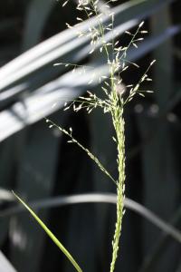 Marie  Portas, le  3 septembre 2014 (Paris (Jardin des plantes))