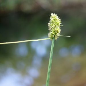 Photographie n°266490 du taxon Carex otrubae Podp. [1922]