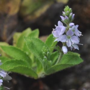 Photographie n°266531 du taxon Veronica officinalis L. [1753]