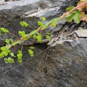 Photographie n°266535 du taxon Euphorbia stricta L. [1759]