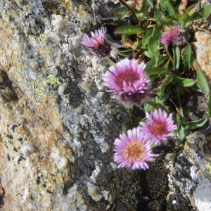 Photographie n°266541 du taxon Erigeron neglectus A.Kern. [1871]