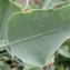  Liliane Roubaudi - Nicotiana glauca Graham [1828]