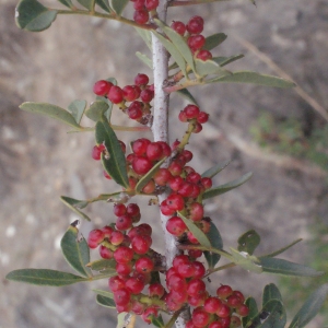 Photographie n°266589 du taxon Pistacia lentiscus L. [1753]