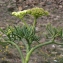  Liliane Roubaudi - Crithmum maritimum L. [1753]