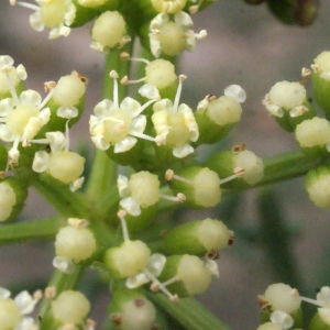 Cachrys maritima (L.) Spreng. (Criste-marine)