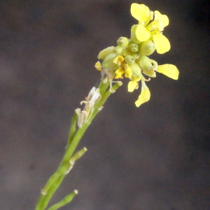 Photographie n°266623 du taxon Hirschfeldia incana (L.) Lagr.-Foss. [1847]