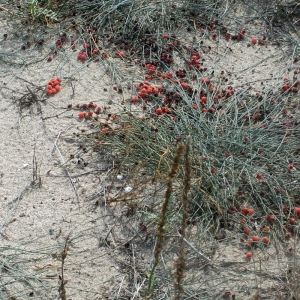 Photographie n°266625 du taxon Ephedra distachya L. [1753]