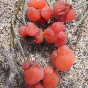 Photographie n°266630 du taxon Ephedra distachya L. [1753]