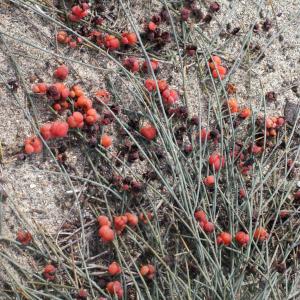 Photographie n°266631 du taxon Ephedra distachya L. [1753]