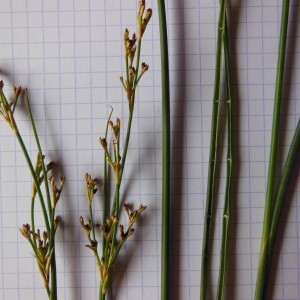 Photographie n°266661 du taxon Juncus alpinus Vill.