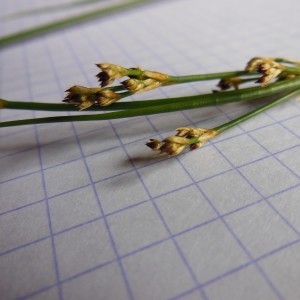 Photographie n°266662 du taxon Juncus alpinus Vill.