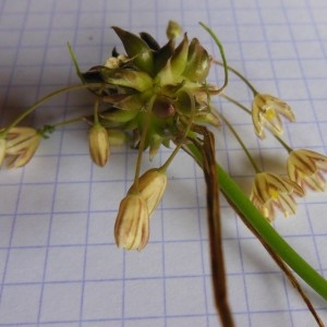 Photographie n°266672 du taxon Allium oleraceum L.