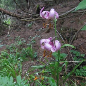 Photographie n°266673 du taxon Lilium martagon L.