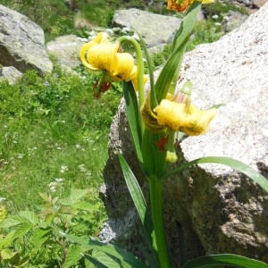 Photographie n°266674 du taxon Lilium pyrenaicum Gouan