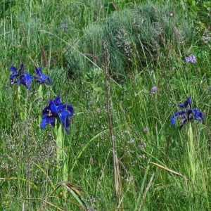 Photographie n°266676 du taxon Iris xiphioides Ehrh.