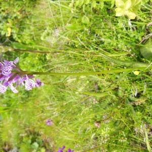 Photographie n°266677 du taxon Orchis maculata sensu L.