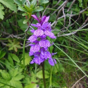 Photographie n°266679 du taxon Orchis maculata sensu L.