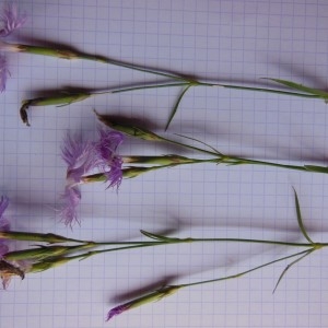 Photographie n°266696 du taxon Dianthus hyssopifolius L.