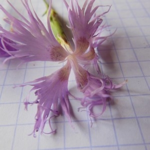 Photographie n°266697 du taxon Dianthus hyssopifolius L.