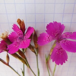 Photographie n°266699 du taxon Dianthus sylvaticus Hoppe ex Willd.