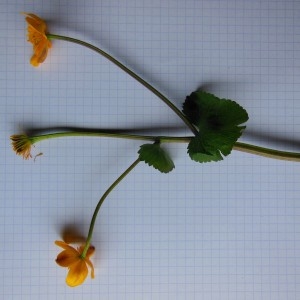 Photographie n°266701 du taxon Caltha palustris L.