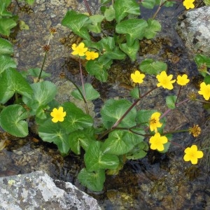 Photographie n°266702 du taxon Caltha palustris L.