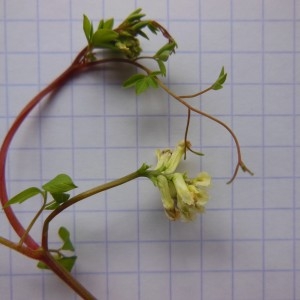 Photographie n°266720 du taxon Corydalis claviculata (L.) DC.