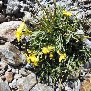 Photographie n°266723 du taxon Erysimum helveticum subsp. pumilum (Schleich.) P.Fourn.