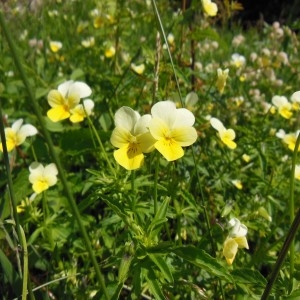 Photographie n°266727 du taxon Viola tricolor L.