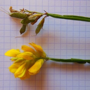 Photographie n°266738 du taxon Genistella sagittalis (L.) Gams