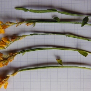 Photographie n°266739 du taxon Genistella sagittalis (L.) Gams