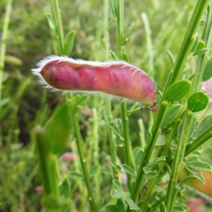 Photographie n°266740 du taxon Sarothamnus scoparius (L.) Wimm. ex W.D.J.Koch