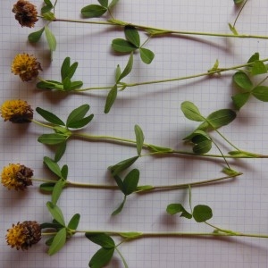  - Trifolium badium Schreb.