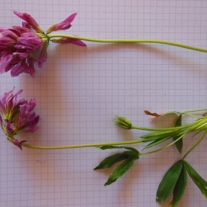 Photographie n°266751 du taxon Trifolium alpinum L.