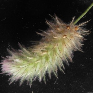 Photographie n°266754 du taxon Trifolium arvense L.