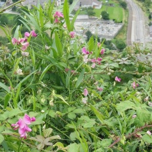Photographie n°266761 du taxon Lathyrus sylvestris L. [1753]