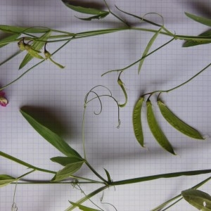 Photographie n°266763 du taxon Lathyrus sylvestris L. [1753]