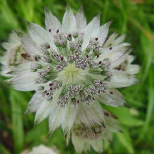 Astrantia major var. minor Wimm. & Grab. (Grande Astrance)