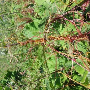 Photographie n°266785 du taxon Cuscuta europaea L.