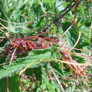 Photographie n°266786 du taxon Cuscuta europaea L.