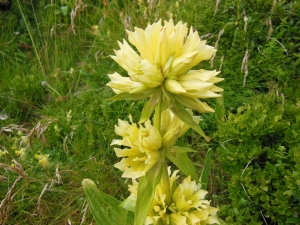 Dominique Remaud, le  4 juillet 2014 (Mérens-les-Vals)