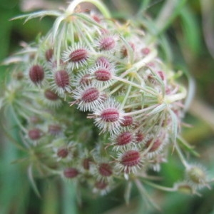 Daucus carota L. [1753] [nn21674] par Christine QUENAON le 15/09/2013 - Saint-Pierre-de-Mailloc