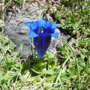 Photographie n°266800 du taxon Gentiana alpina Vill.