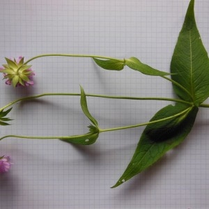Photographie n°266802 du taxon Knautia sylvatica (L.) Duby