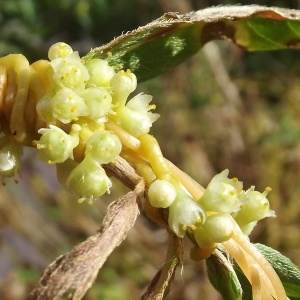 Cuscuta scandens Brot. subsp. scandens (Cuscute du Bident)