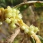  Jean-Claude Echardour - Cuscuta scandens subsp. scandens 