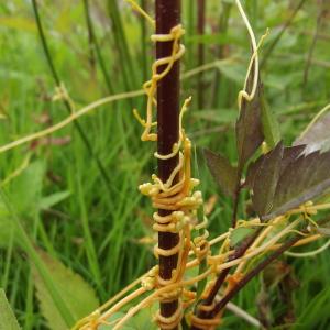 Photographie n°266831 du taxon Cuscuta scandens subsp. scandens 