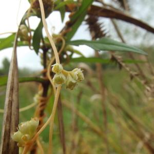 Photographie n°266832 du taxon Cuscuta scandens subsp. scandens 