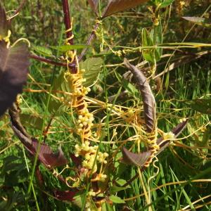 Photographie n°266833 du taxon Cuscuta scandens subsp. scandens 